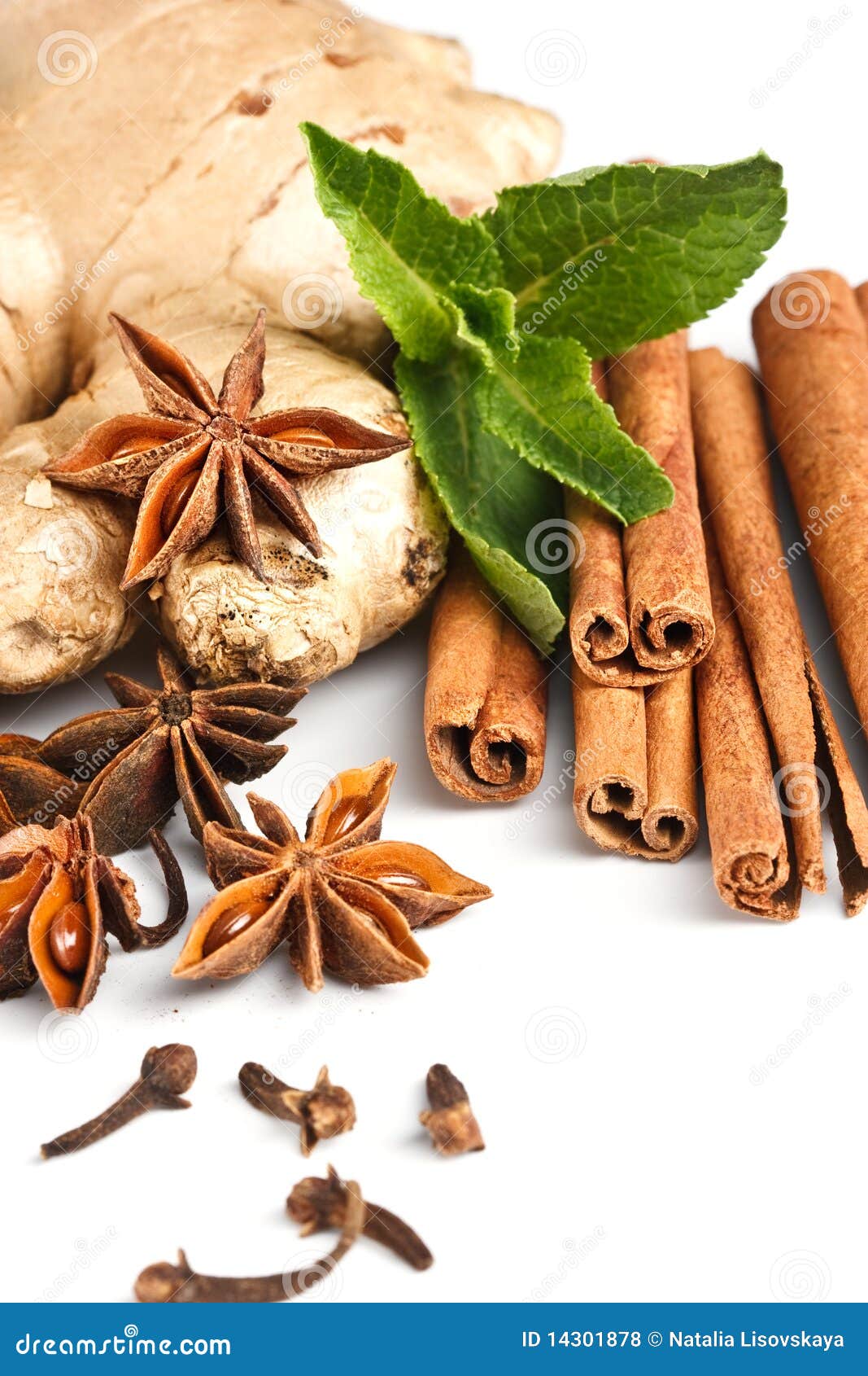 Cinnamon, Anisetree, Mint, Ginger Plant Stock Photo Image of herb
