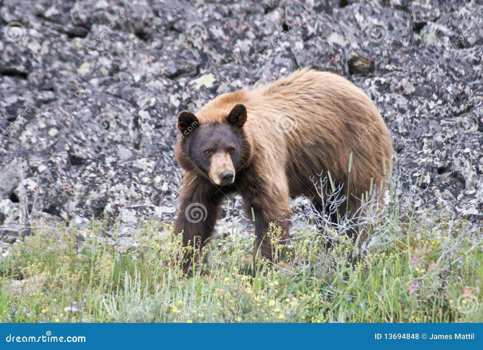 Cinnamon Black Bear stock photo. Image of ursus, americnus 13694848