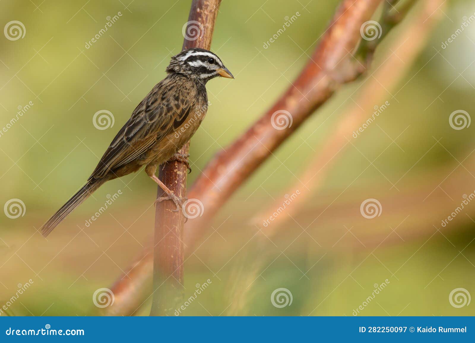 cinnamon-breasted bunting portrait