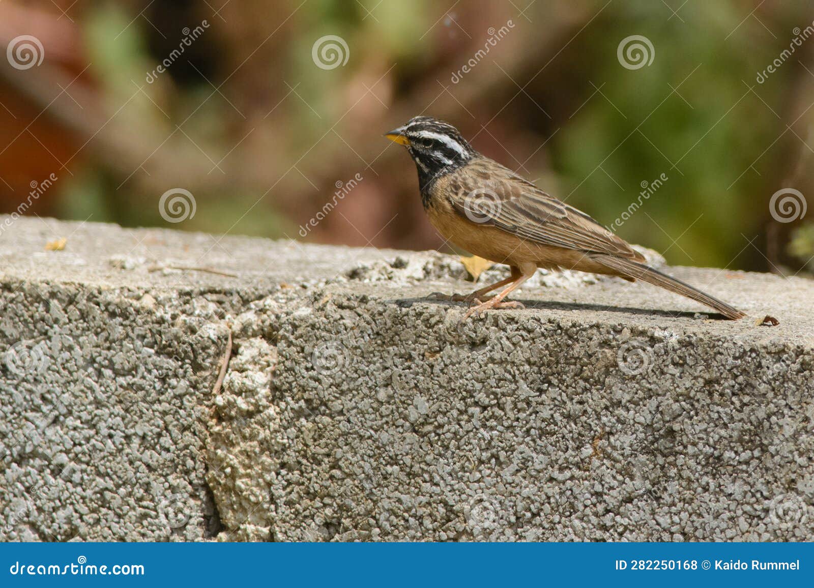 cinnamon-breasted bunting on a wall