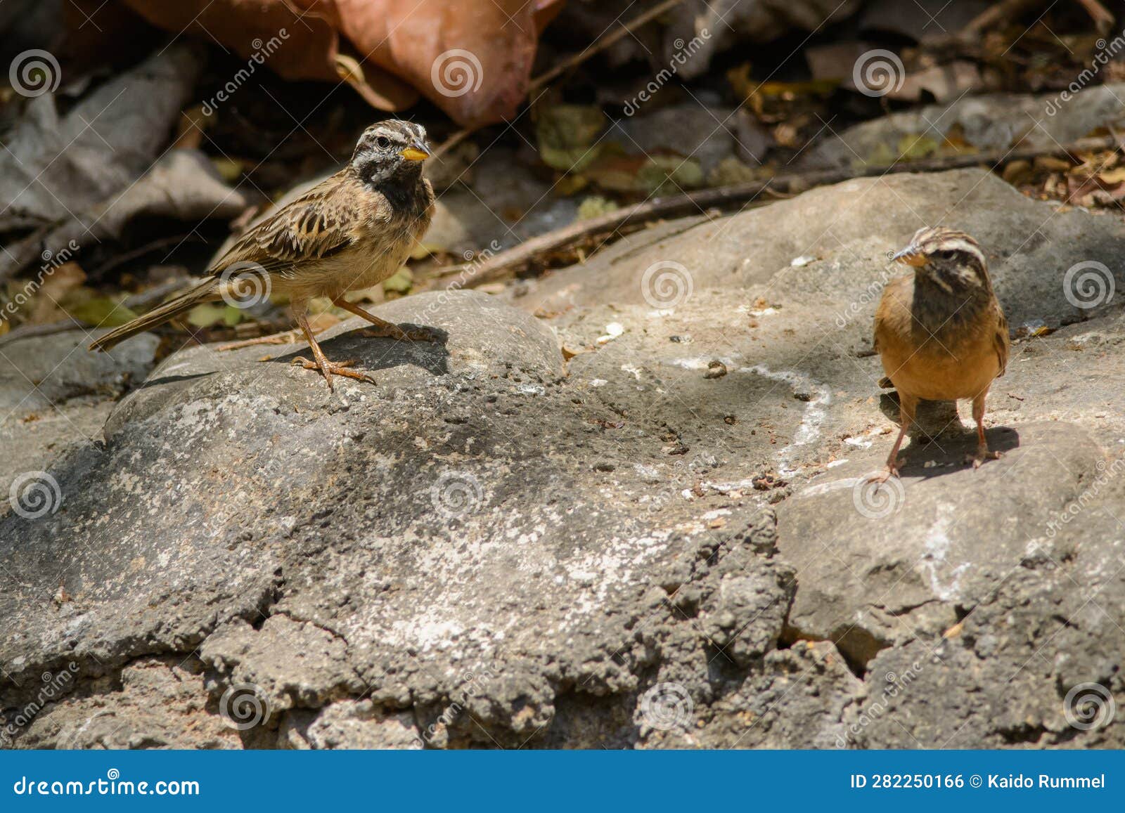 cinnamon-breasted buntings in oman