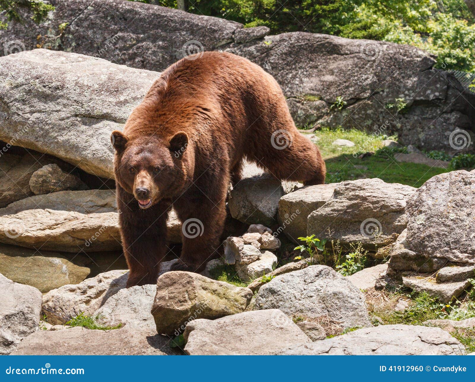 cinnamon brown bear north carolina blue ridge mountains