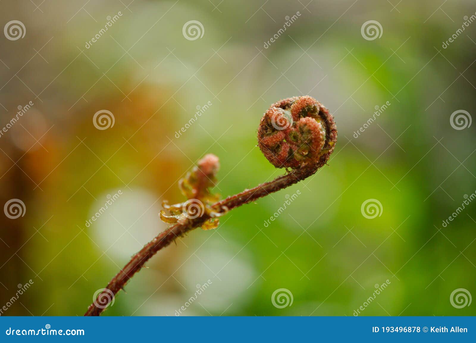 Extreme Closeup of a Cinnamon Fern Frond Forming Stock Photo Image of closeup, outdoor 193496878