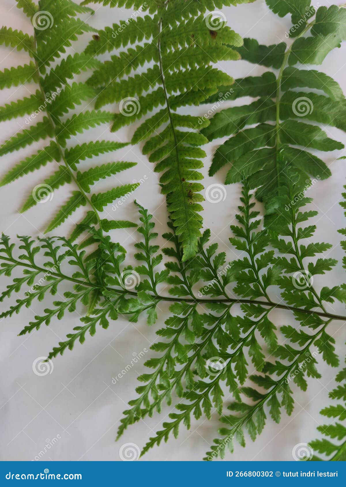 Cinnamon Fern Leaves on a White Background Stock Photo Image of