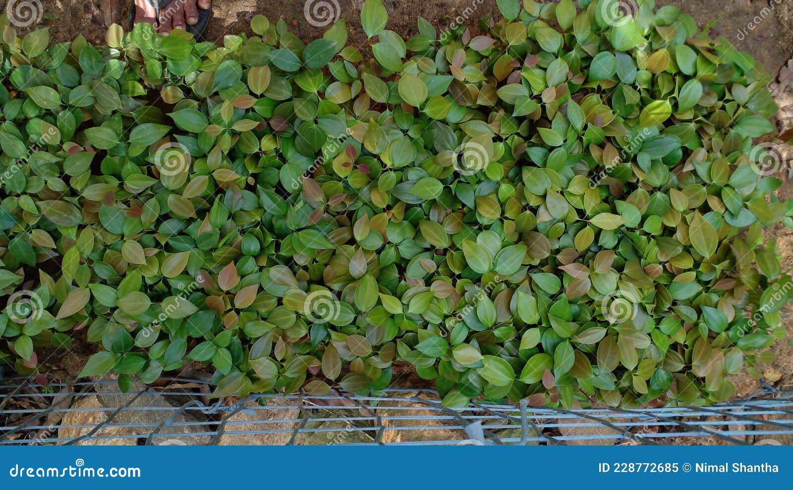 Cinnamon Plant Nursery My Home 356 Stock Image Image of plant, home