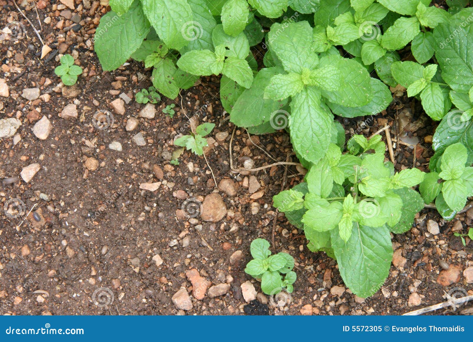 Cinnamon and soil stock image. Image of flavor, herbs 5572305