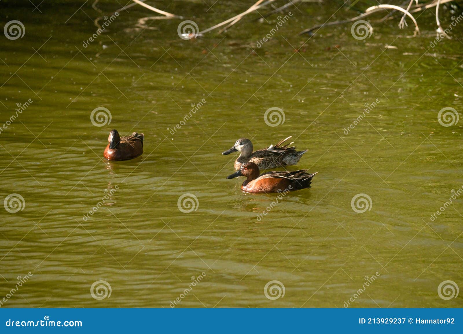 cinnamon teal ducks on the lake. oso flaco lake, california