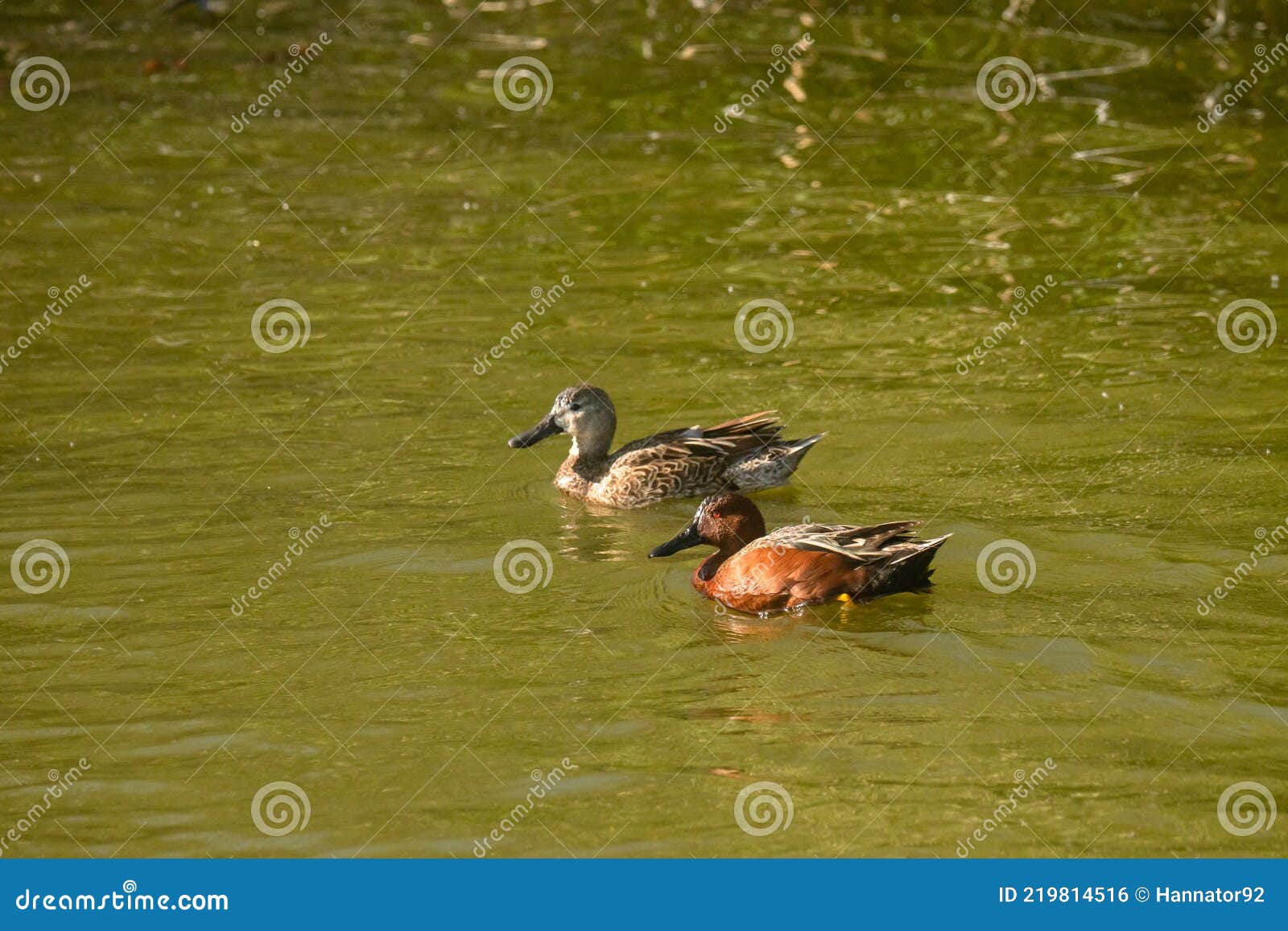 cinnamon teal ducks on the lake. oso flaco lake natural area, oceano, ca