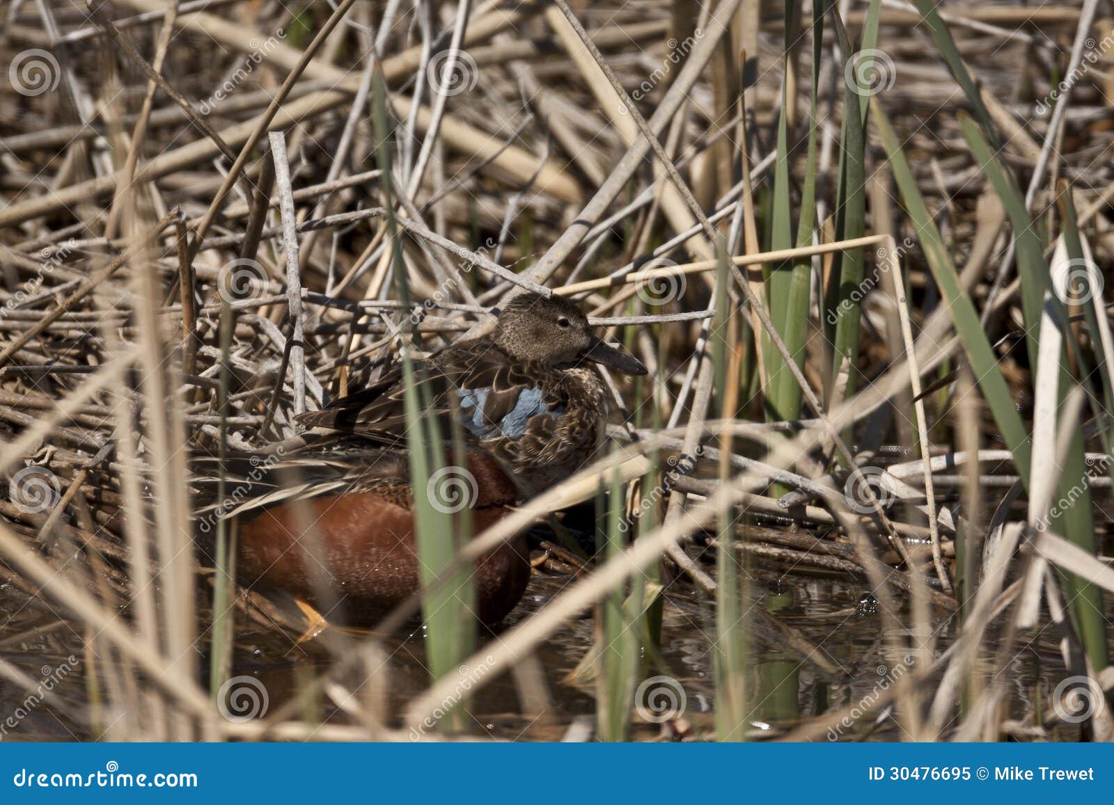 Cinnamon Teal female stock image. Image of birds, river 30476695