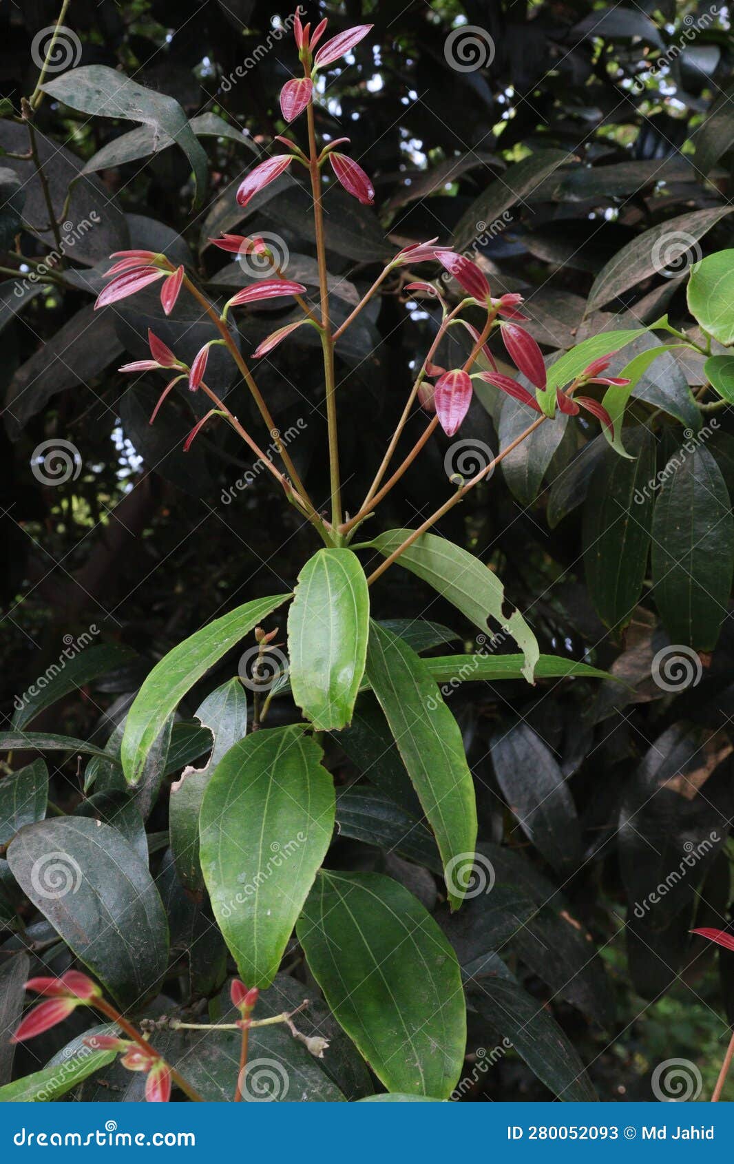 Cinnamon Tree in Farm for Harvest Stock Image Image of cinnamon