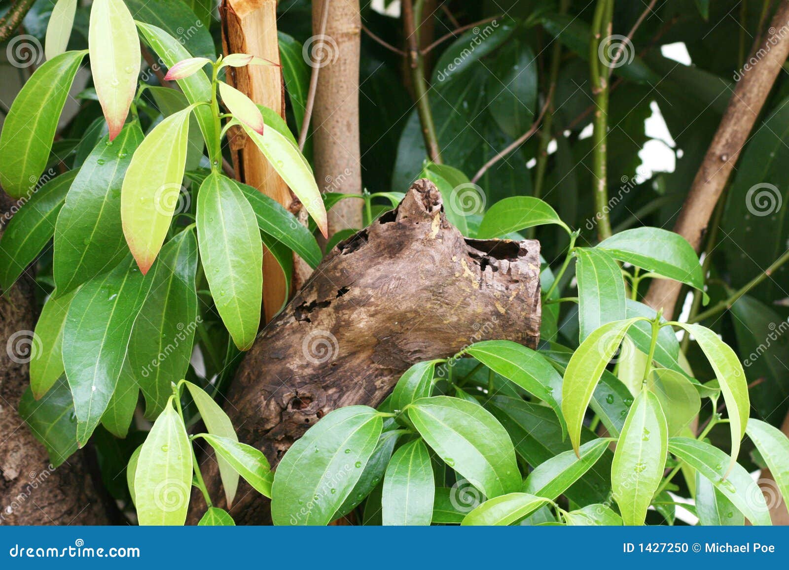 cinnamon tree leaves