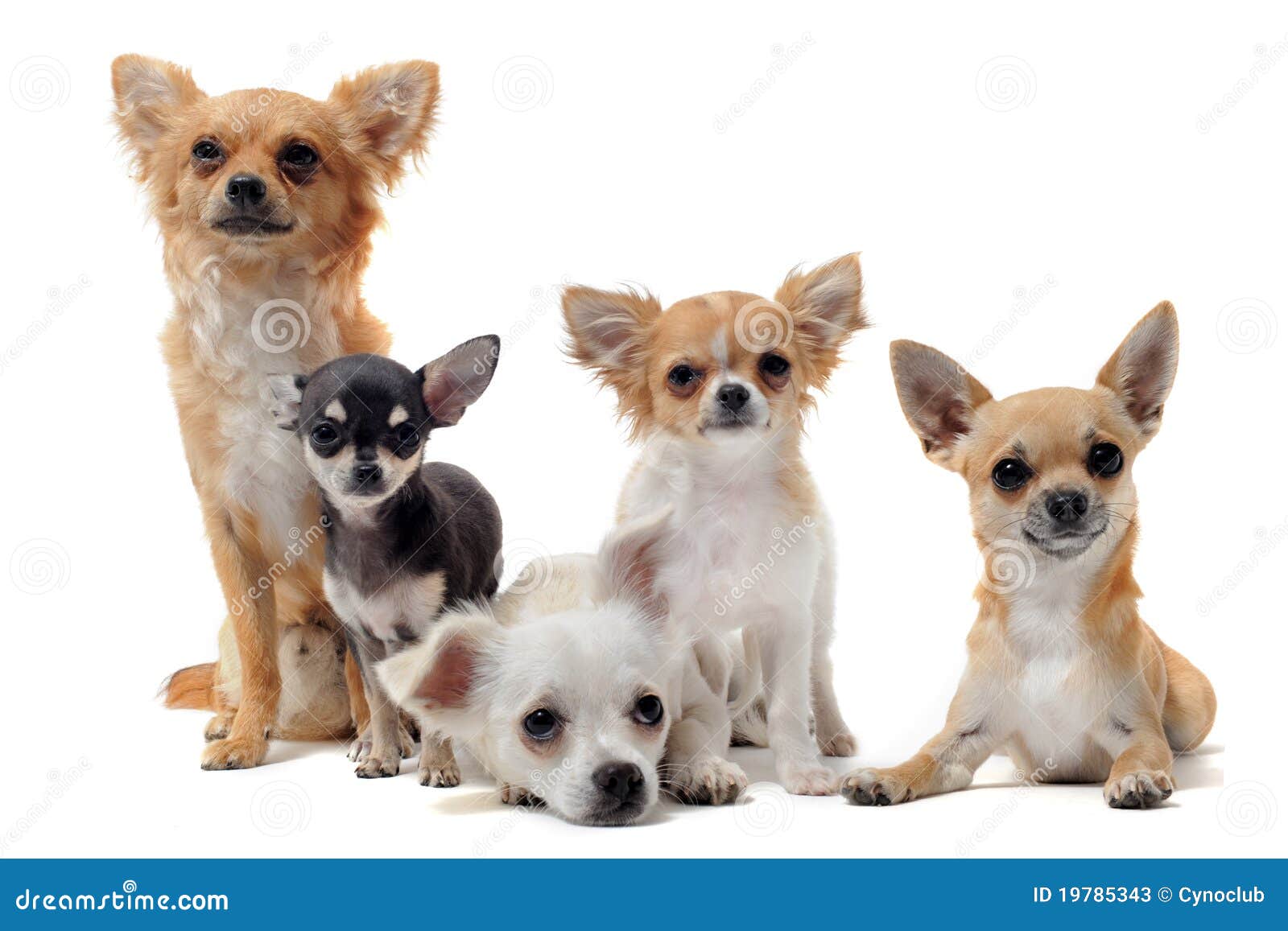 Cinq chiwawas image stock. Image du chihuahua jeune 19785343