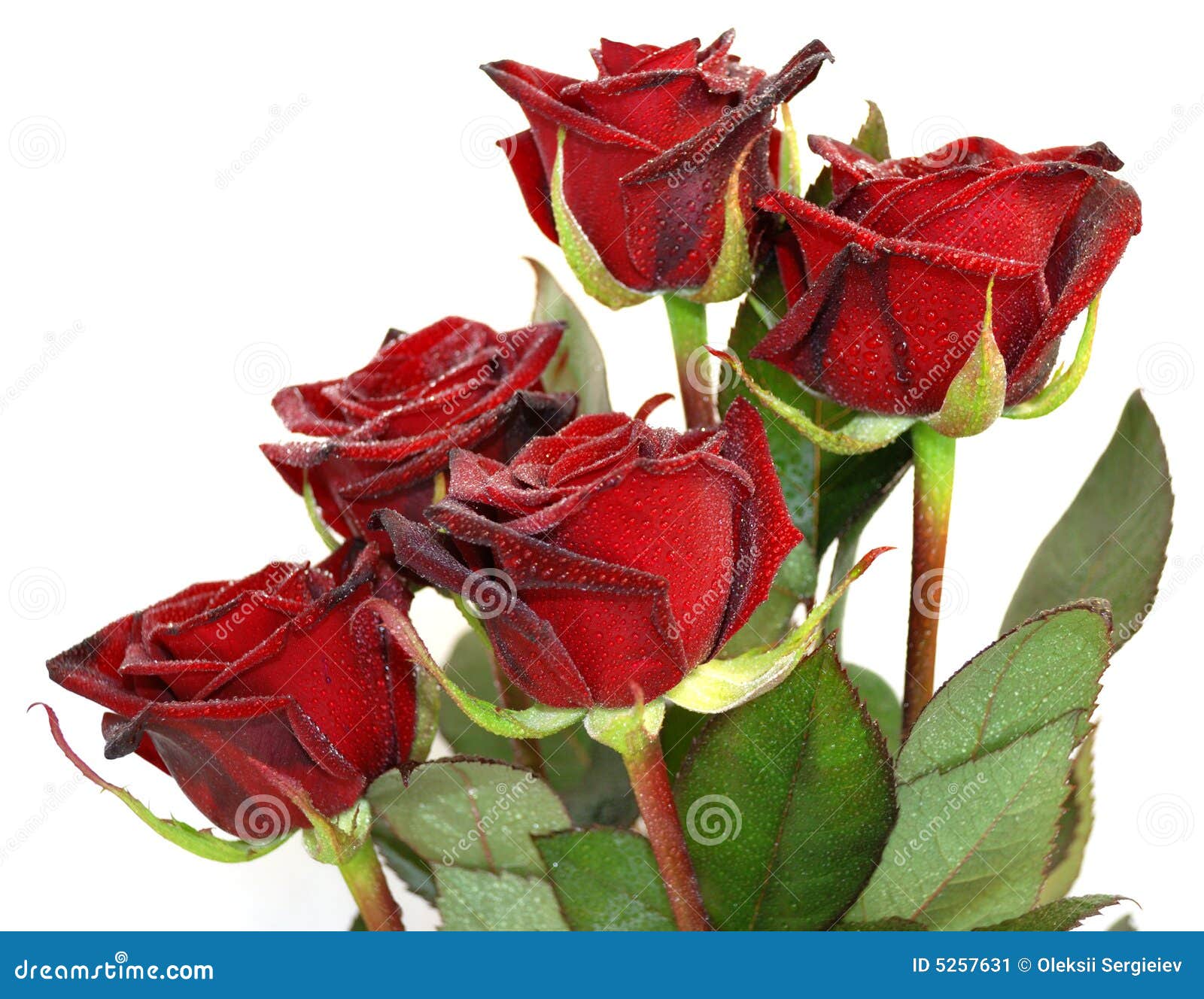 Cinq roses rouges image stock. Image du nature, cinq, rose - 5257631