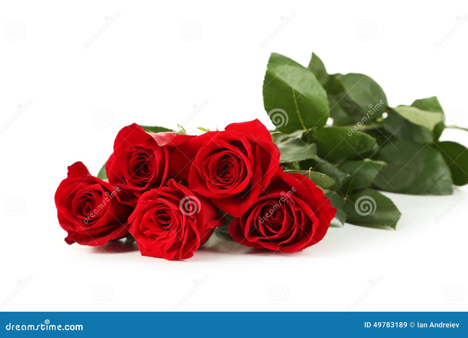 Cinq Roses Rouges Fraîches Sur Un Fond Blanc Image stock - Image du lame,  floral: 49783189