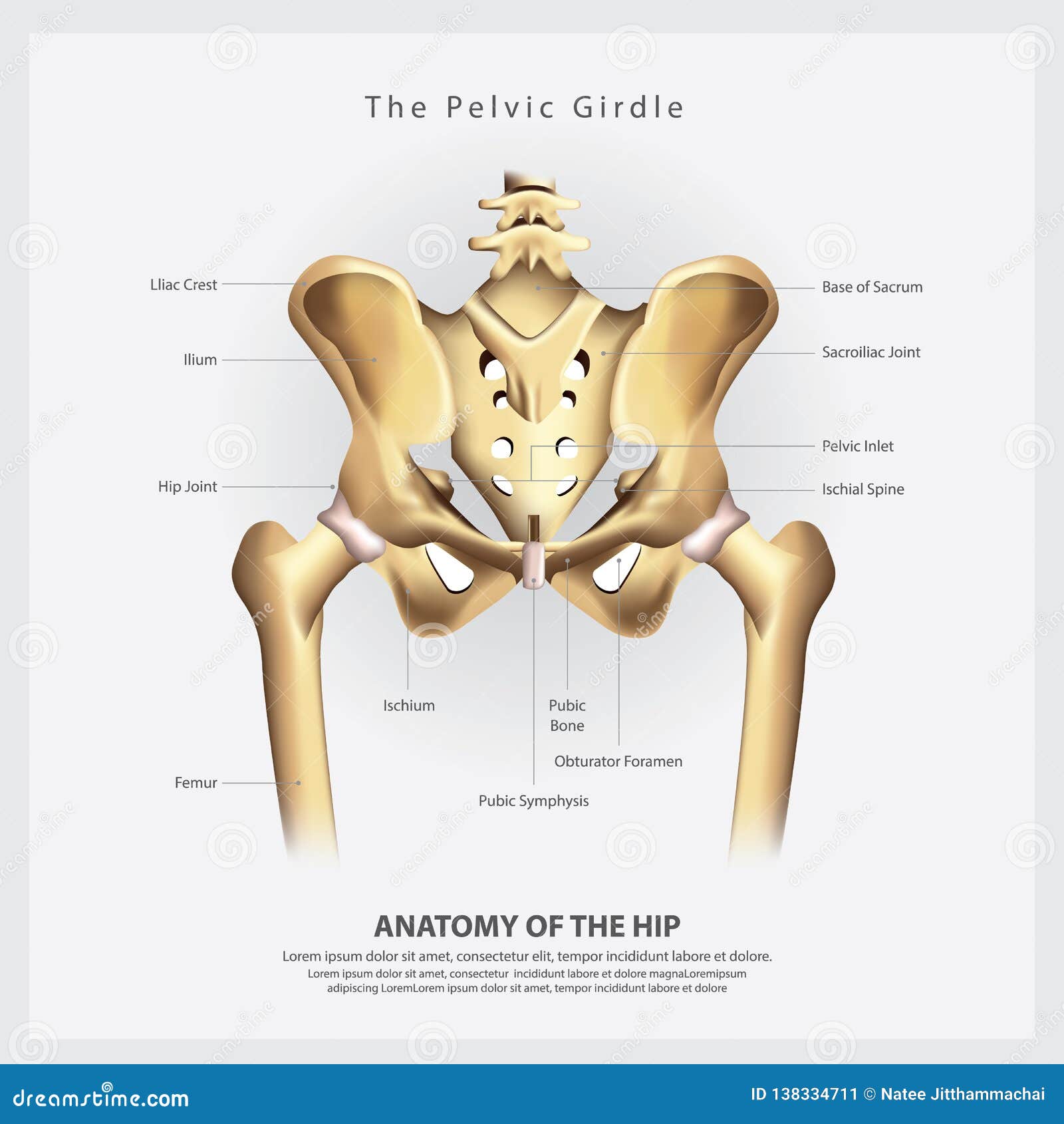 A Cintura Pélvica Da Anatomia Anca Humana Do Osso Ilustração do Vetor -  Ilustração de fêmur, osteoporose: 138334711