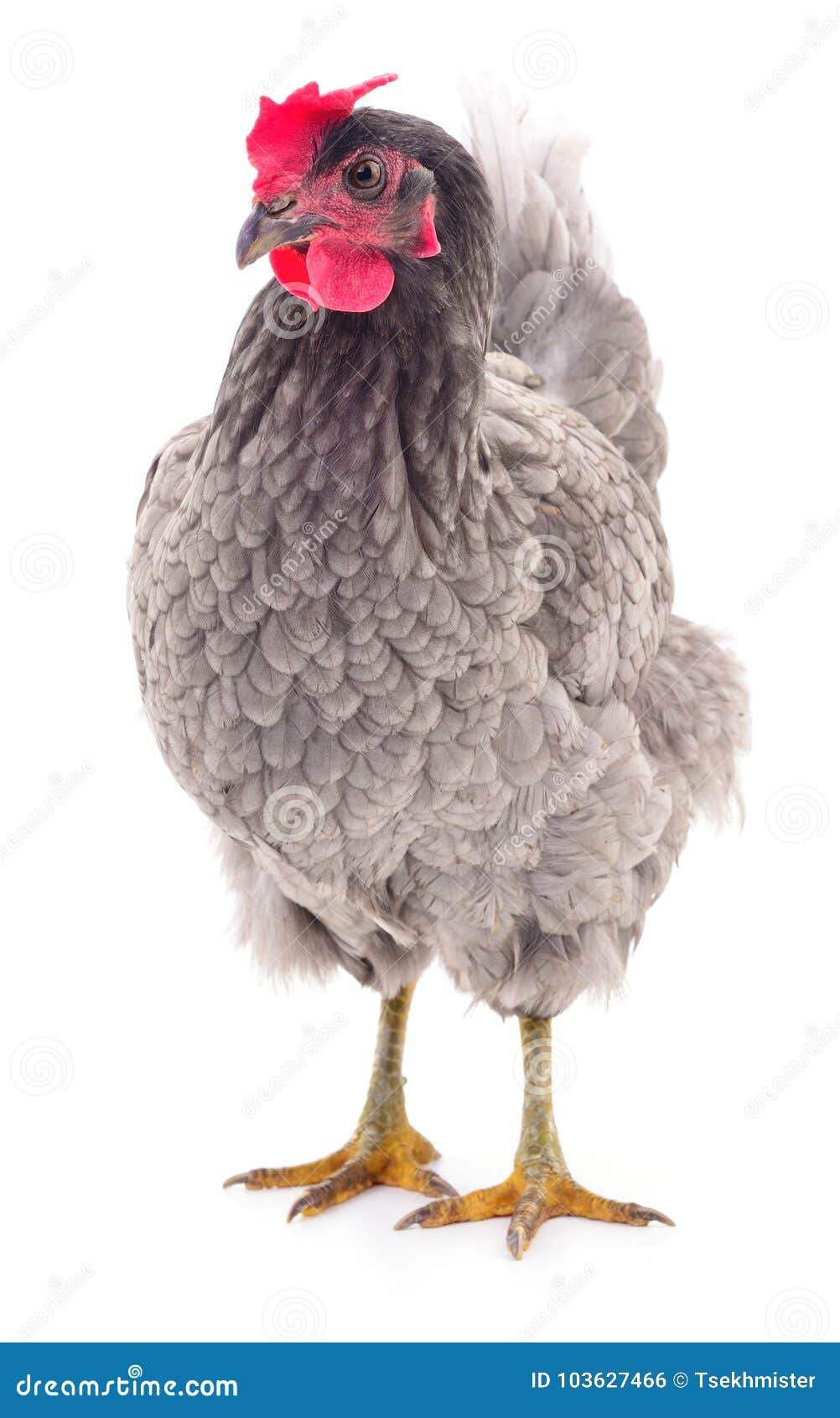 Cinza Uma Galinha Foto De Stock Imagem De Galinha Cinza 103627466