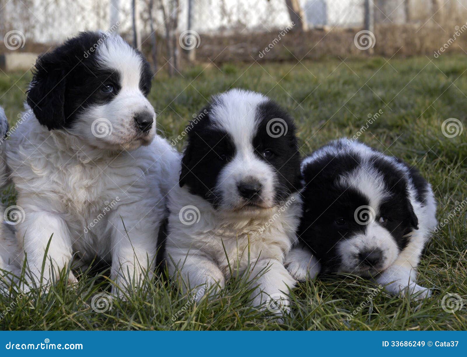 bucovina shepherd puppy