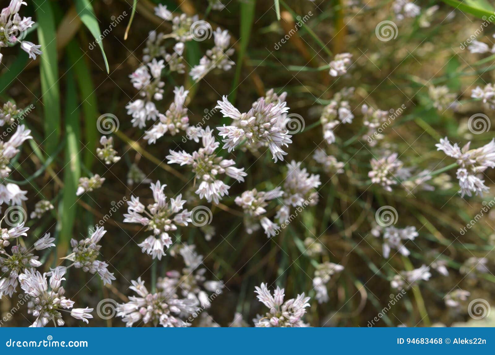 Cipolla Selvatica Di Fioritura Fotografia Stock Immagine Di Bianco Fioritura 94683468