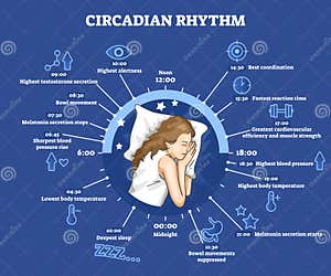 The Circadian Rhythm And Sleep wake Cycle Vector Illustration 