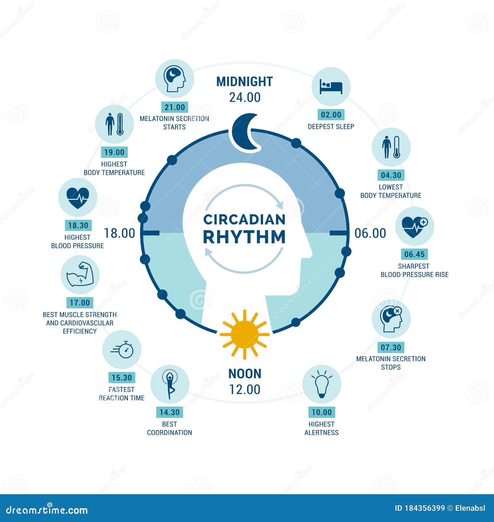 circadian rhythm and sleep-wake cycle