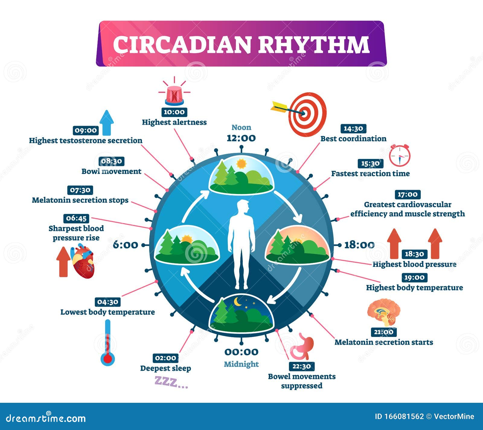 [Resim: circadian-rhythm-vector-illustration-lab...081562.jpg]