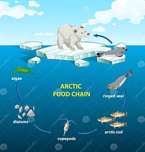 Food Chain Vector Illustration CartoonDealer 65924700