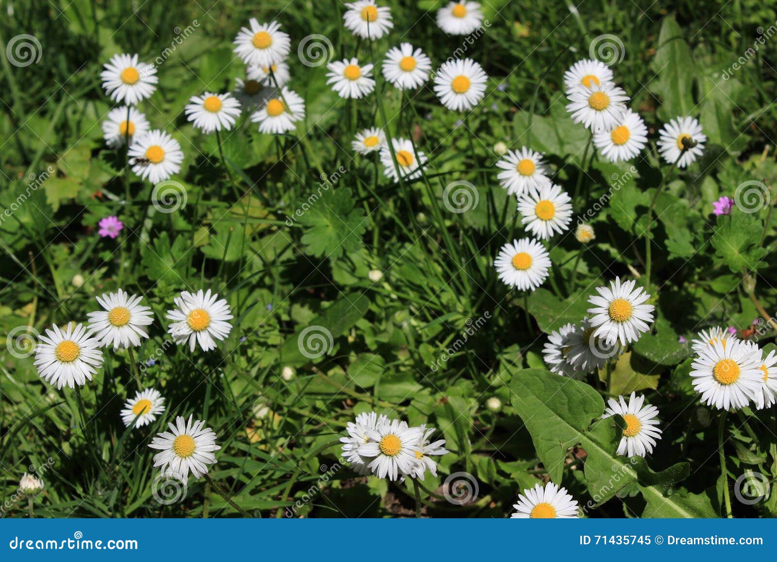 Circle of Daisies Growing in the Grass Stock Image Image of nature