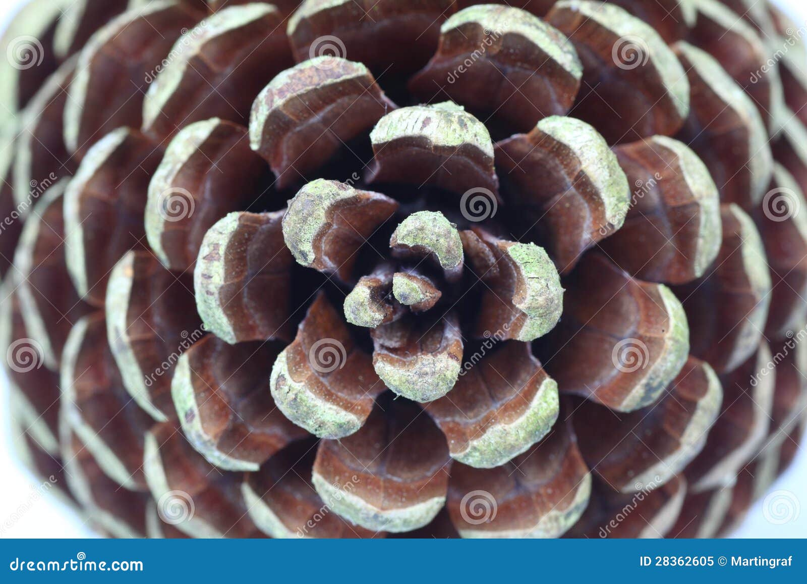 pine cone structure