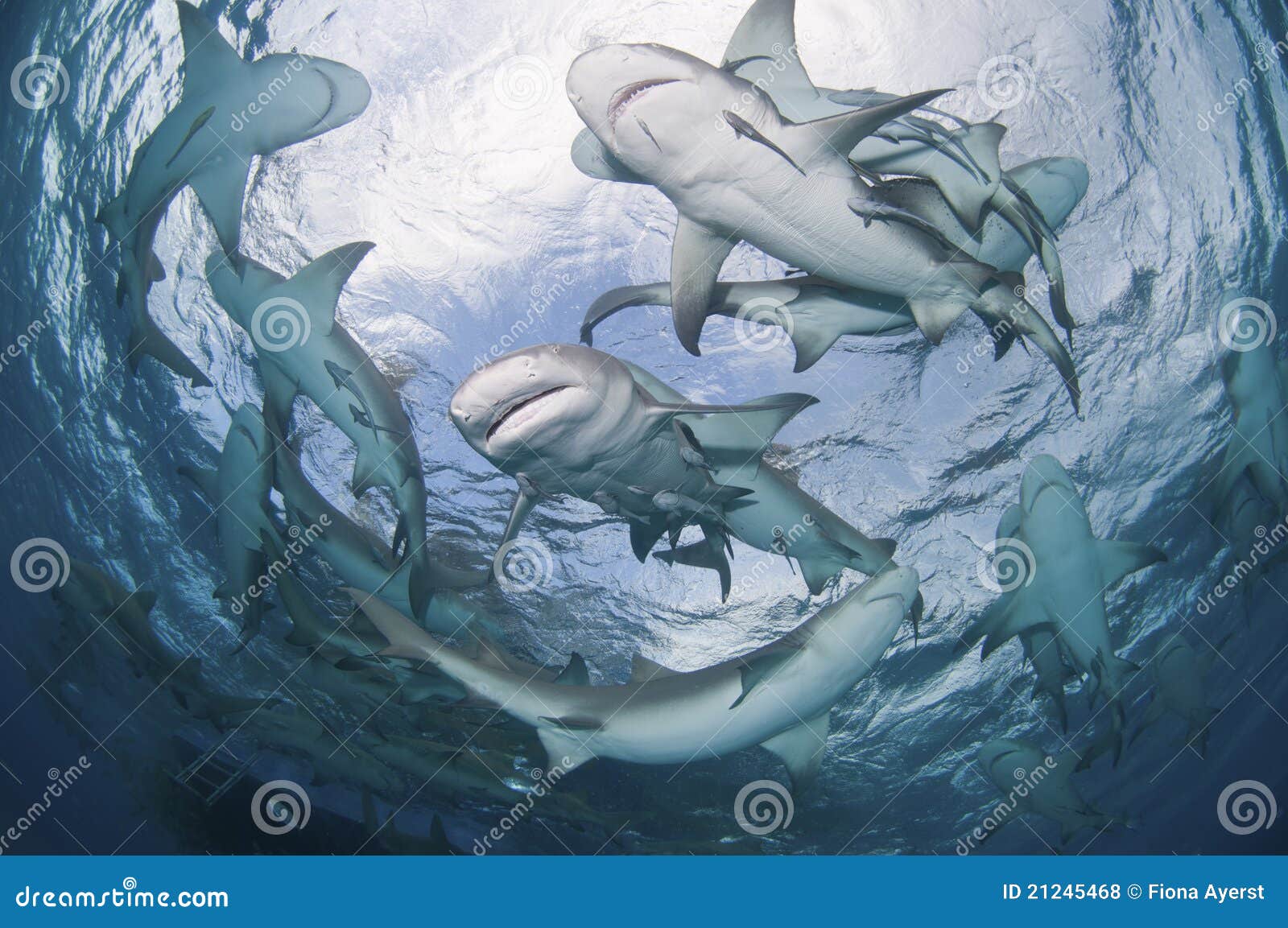 circling sharks