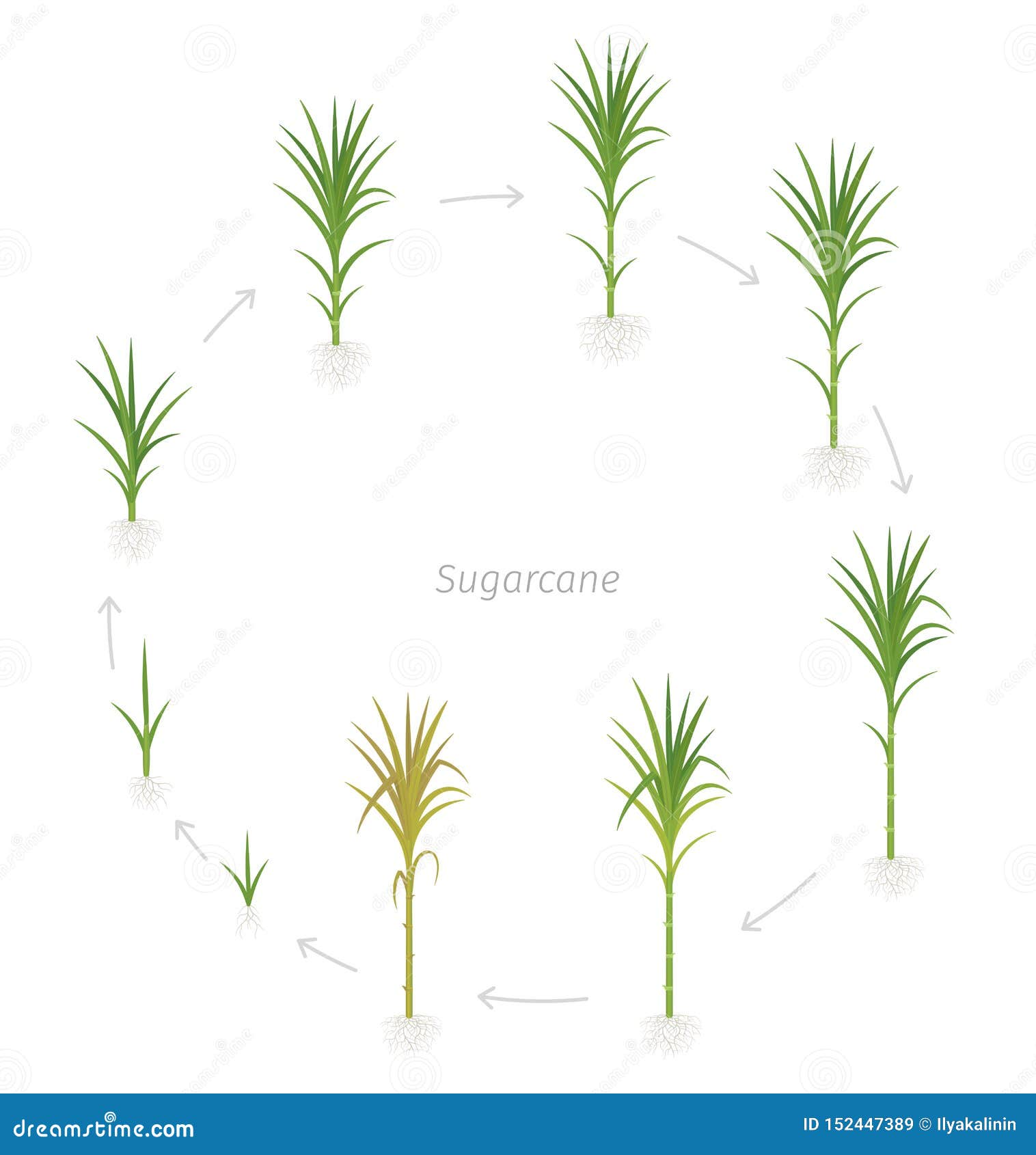 Growing round. Камыш стадии роста. Сахарный тростник фазы роста. Сахарный тростник рисунок из примитивов. Сельское хозяйство условные знаки сахарный тростник.
