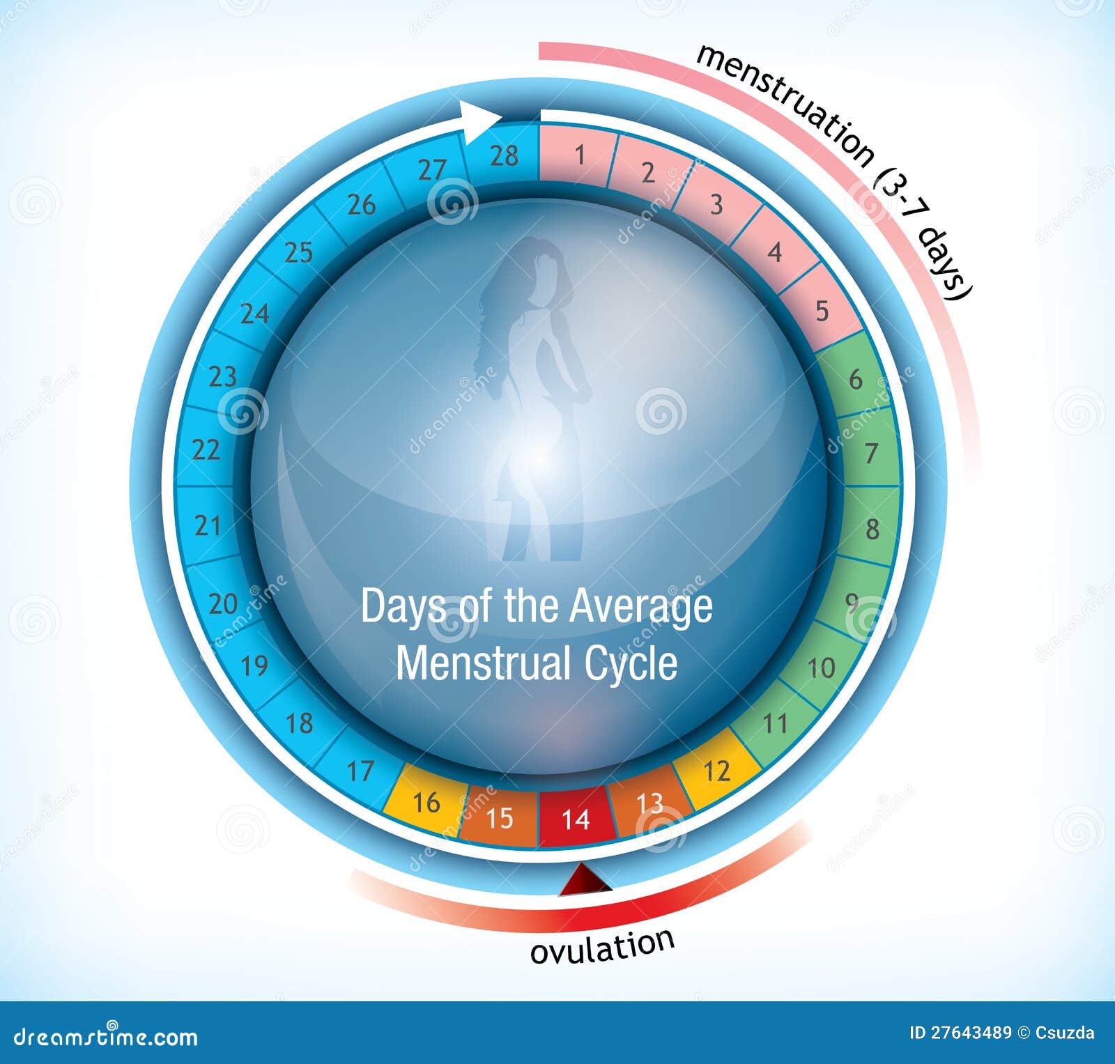 Ovulation Wheel Chart