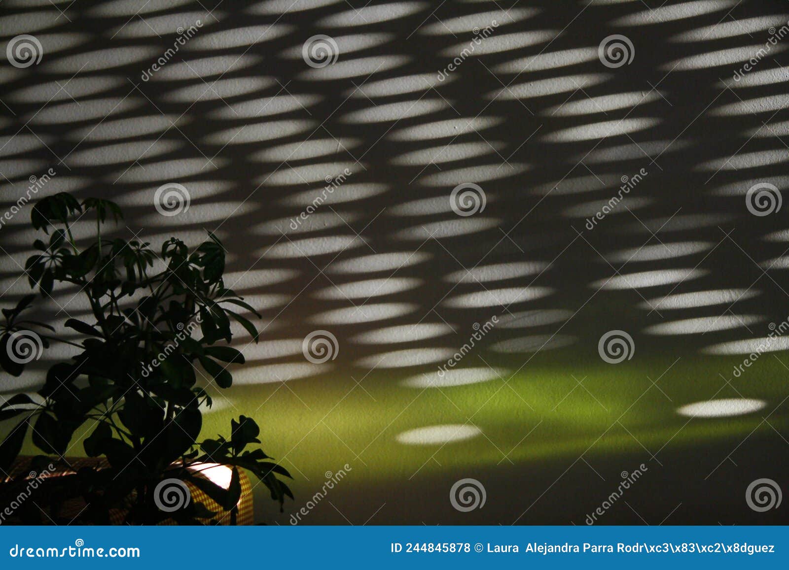 circular lights pattern on a wall with a plant. patrÃÂ³n de luces circulares en una pared con una planta.