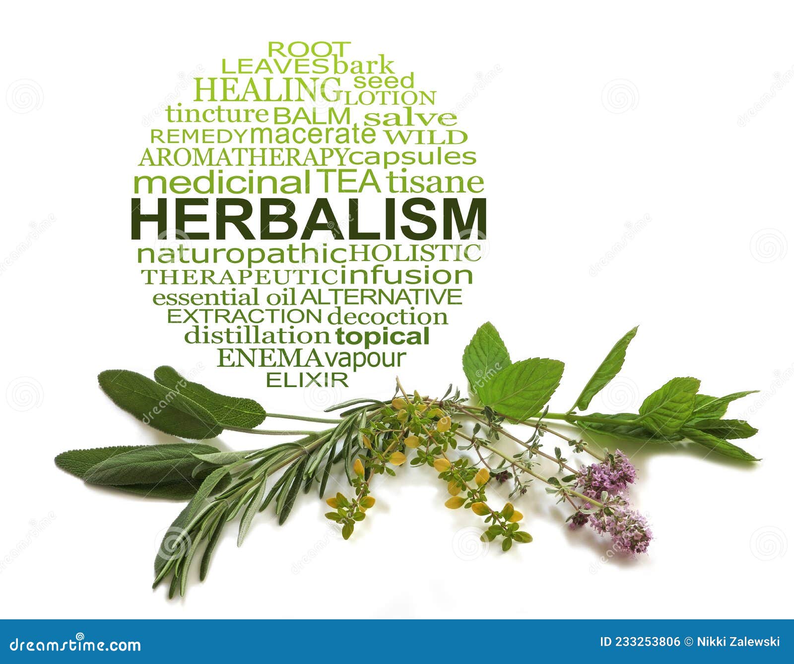 herbalism word cloud and common culinary herbs