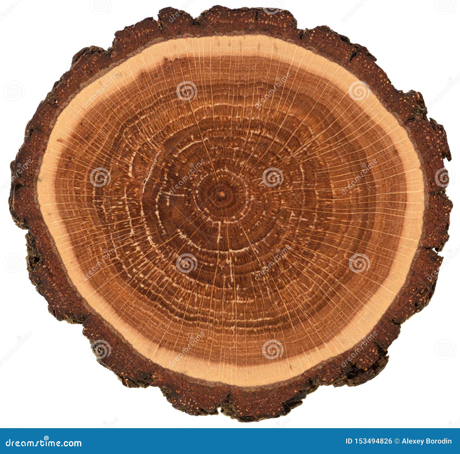 Wood Texture with Tree Rings Growth Rings Stock Photo - Image of organic,  nature: 113726492