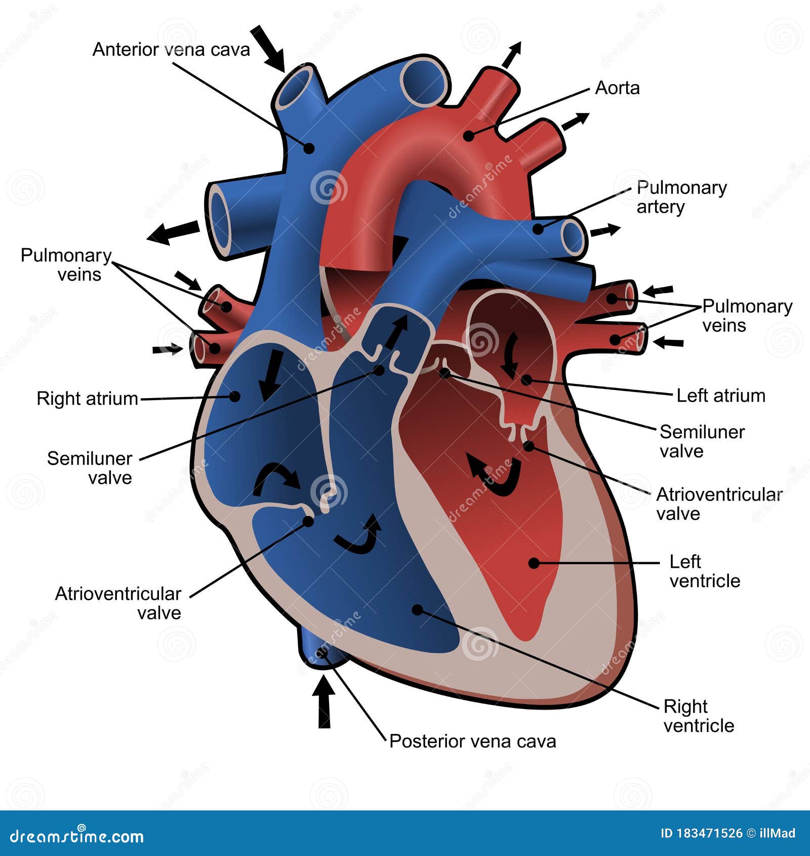 Circulation Blood Heart Stock Illustrations – 5,969 Circulation Blood Heart  Stock Illustrations, Vectors & Clipart - Dreamstime