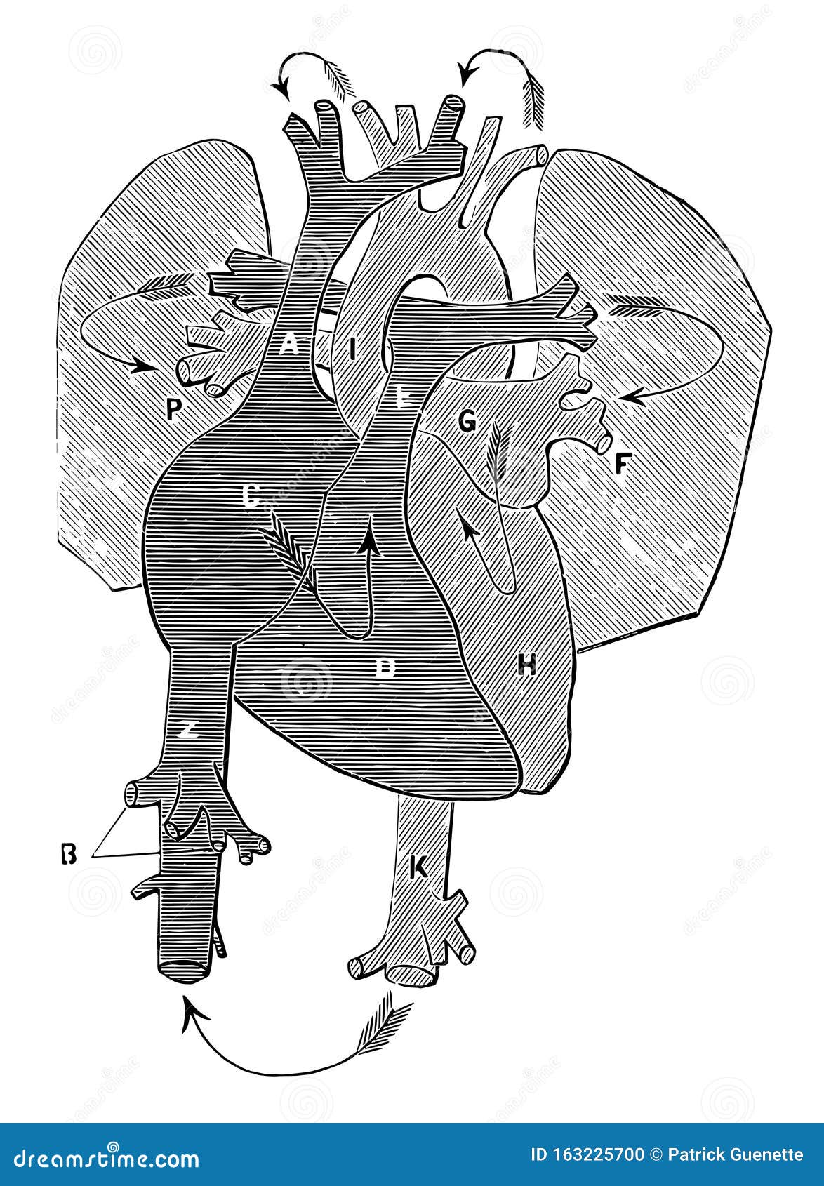 Circulation of Blood, Vintage Illustration Stock Vector Biology Diagrams
