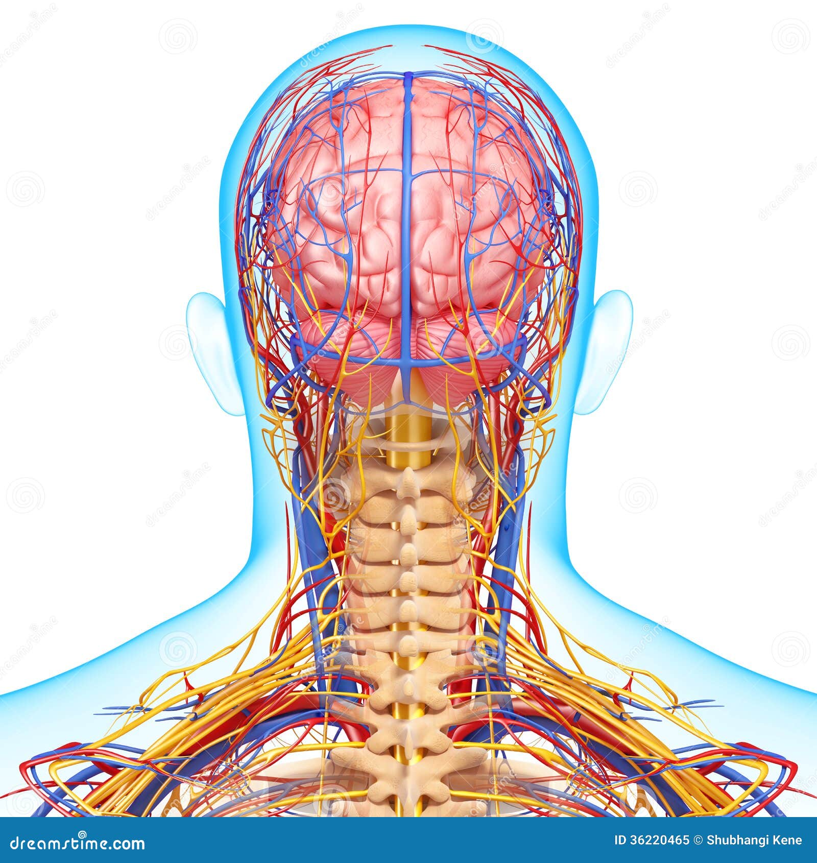 Circulatory And Nervous System Of Brain Stock Illustration - Image