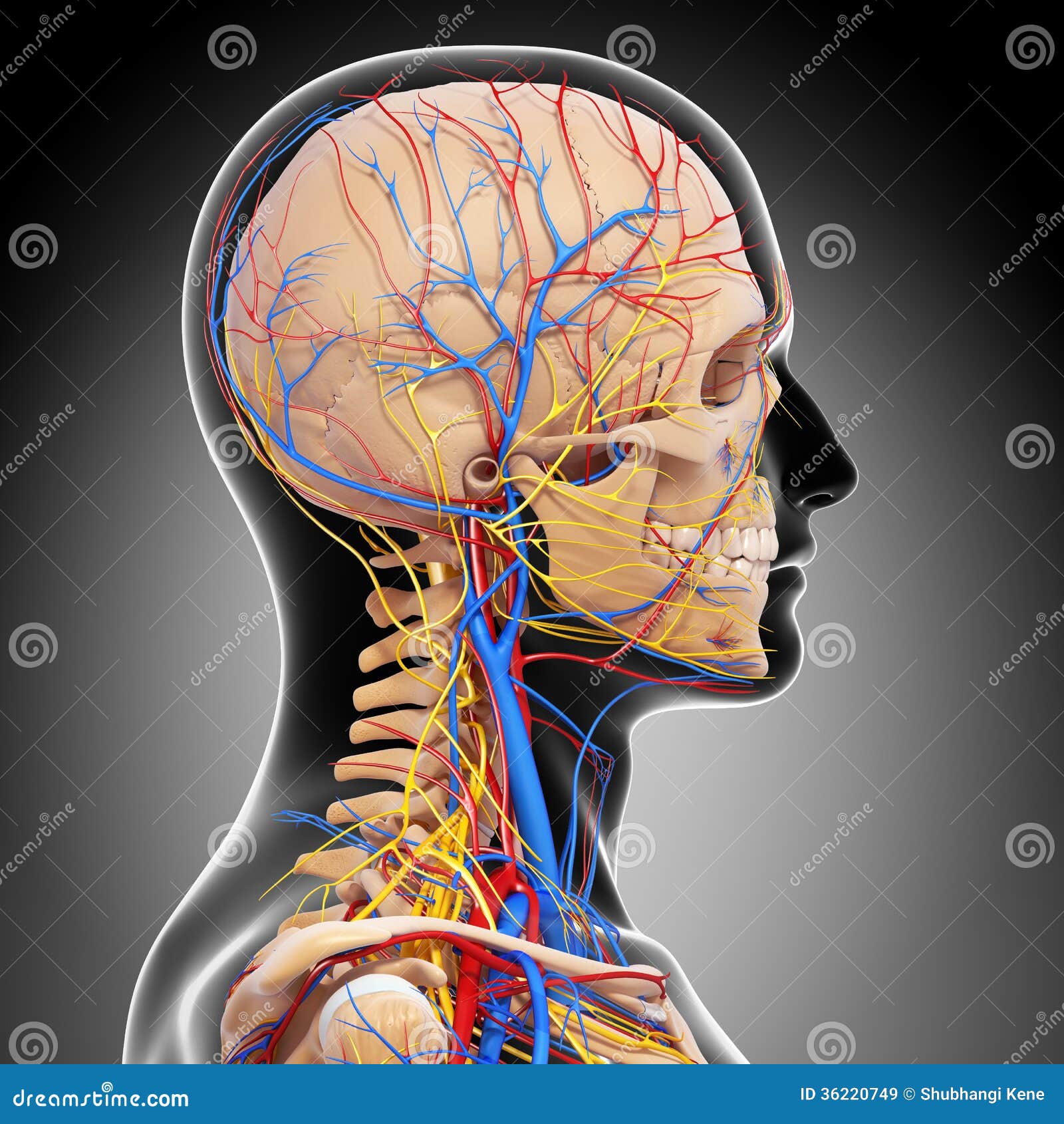 Circulatory And Nervous System Of Head Royalty Free Stock Images