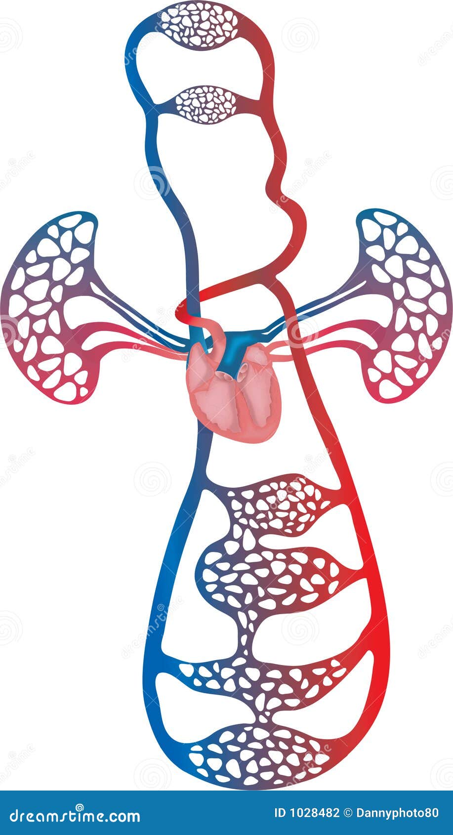 Circulatory System stock illustration. Illustration of computer - 1028482