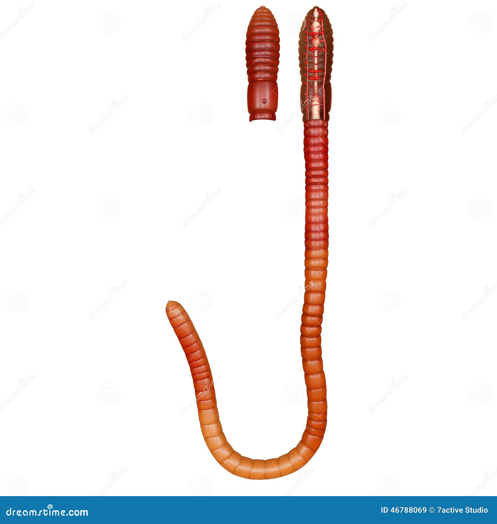 Circulatory System Of Earthworm Stock Illustration - Image: 46788069