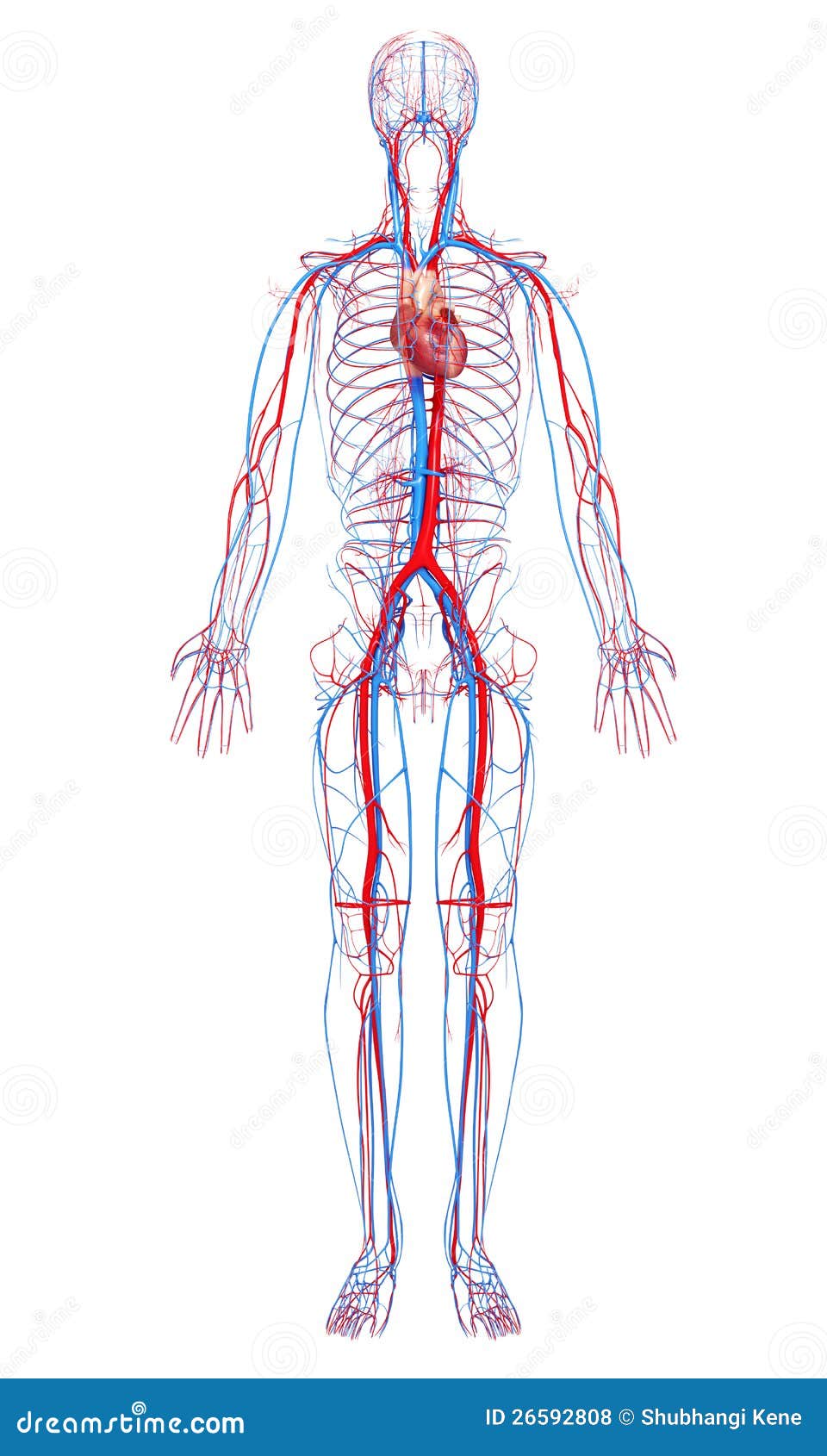 Circulatory System Of Male Body Stock Illustration - Image: 26592808