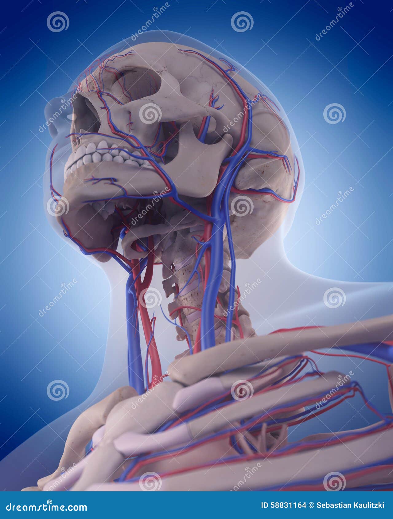 The Circulatory System - Neck Stock Illustration - Image: 58831164