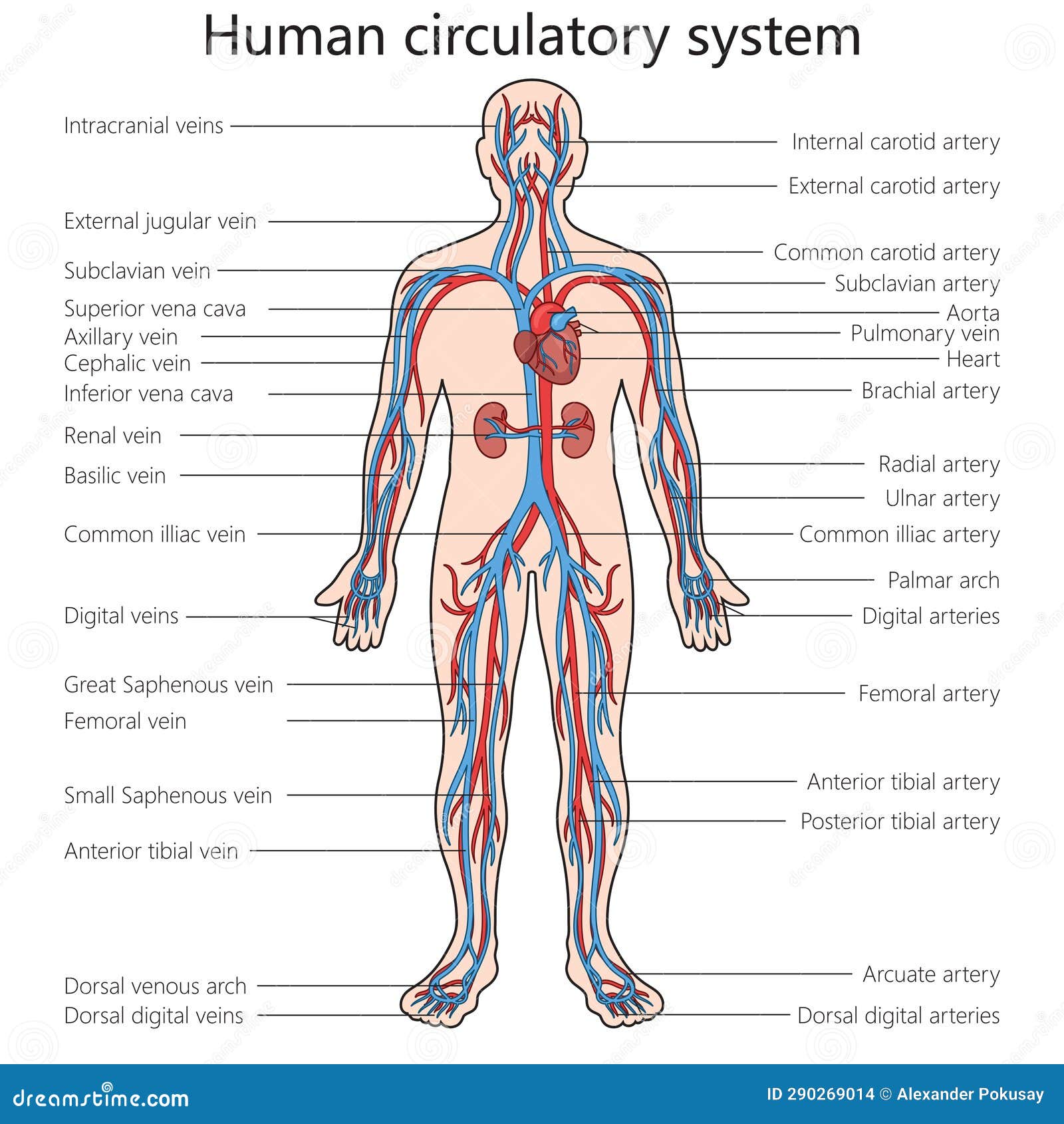 Circulatory System Structure Diagram Science Stock Vector