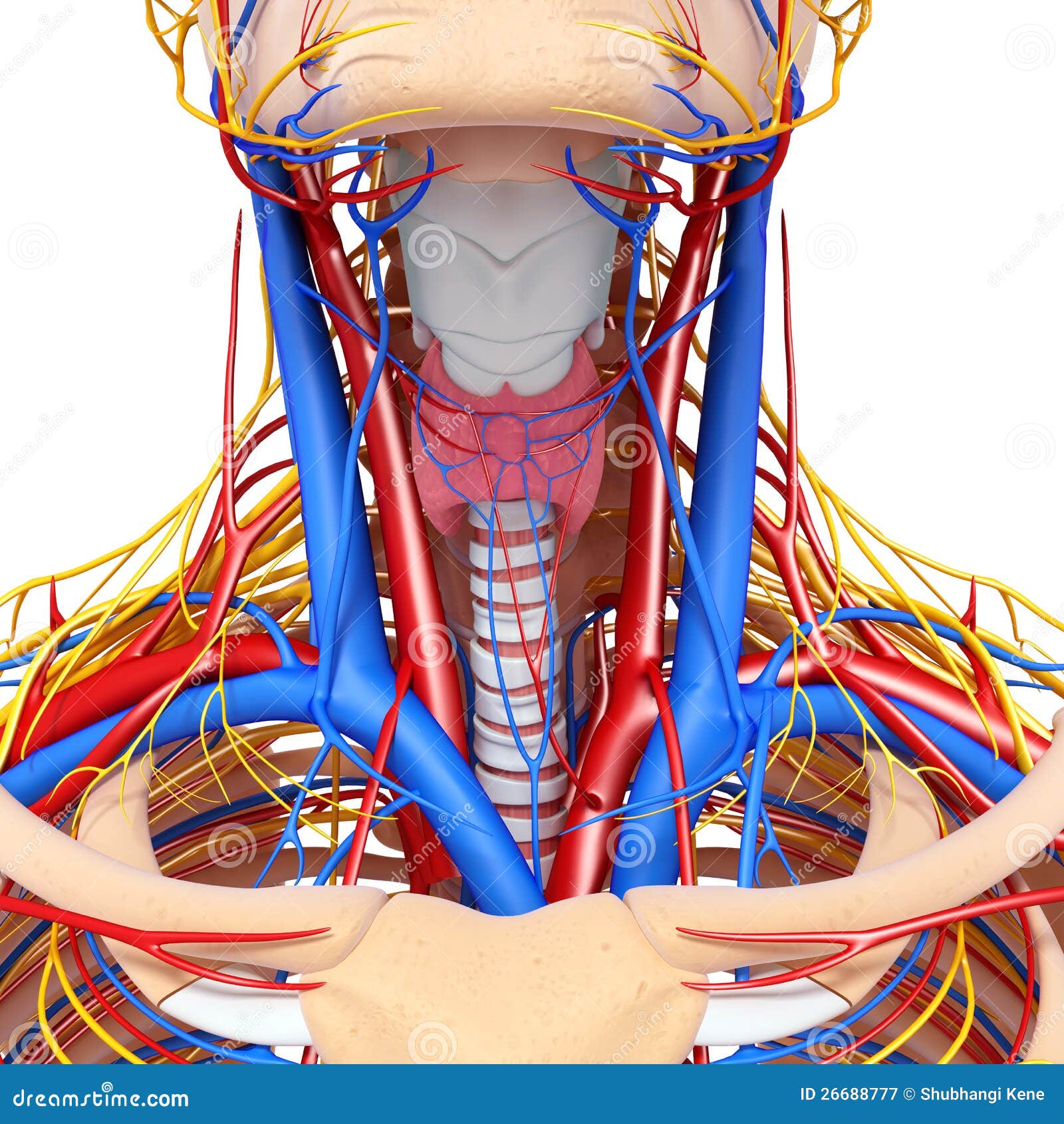 Circulatory System Of Throat Royalty Free Stock Photography - Image