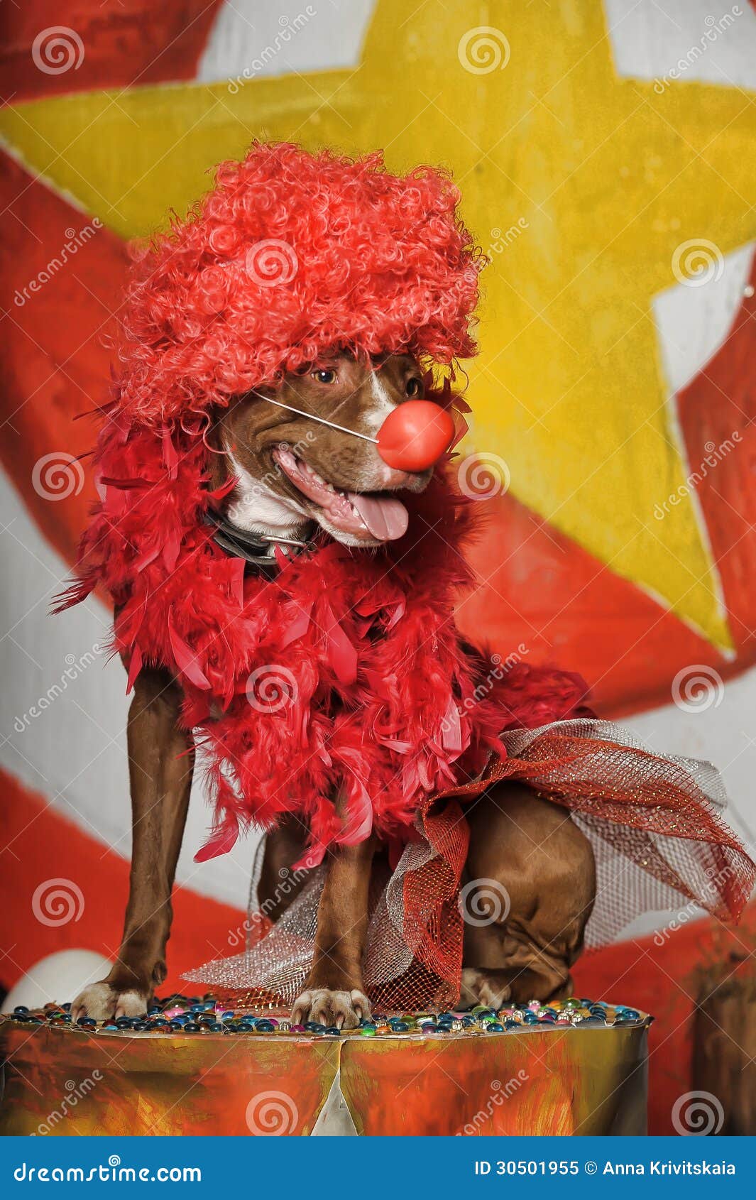 Circus dog stock image. Image of canine, colorful, crazy 30501955