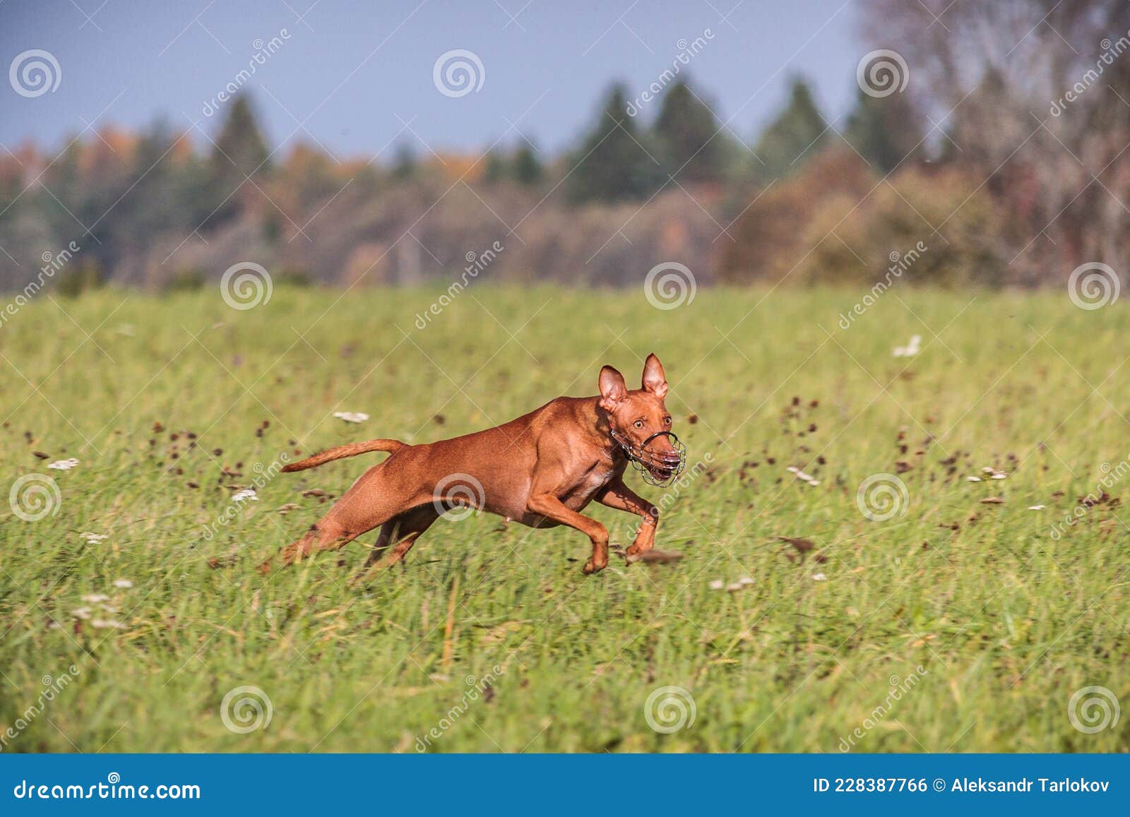 cirneco dell etna running full speed at lure coursing