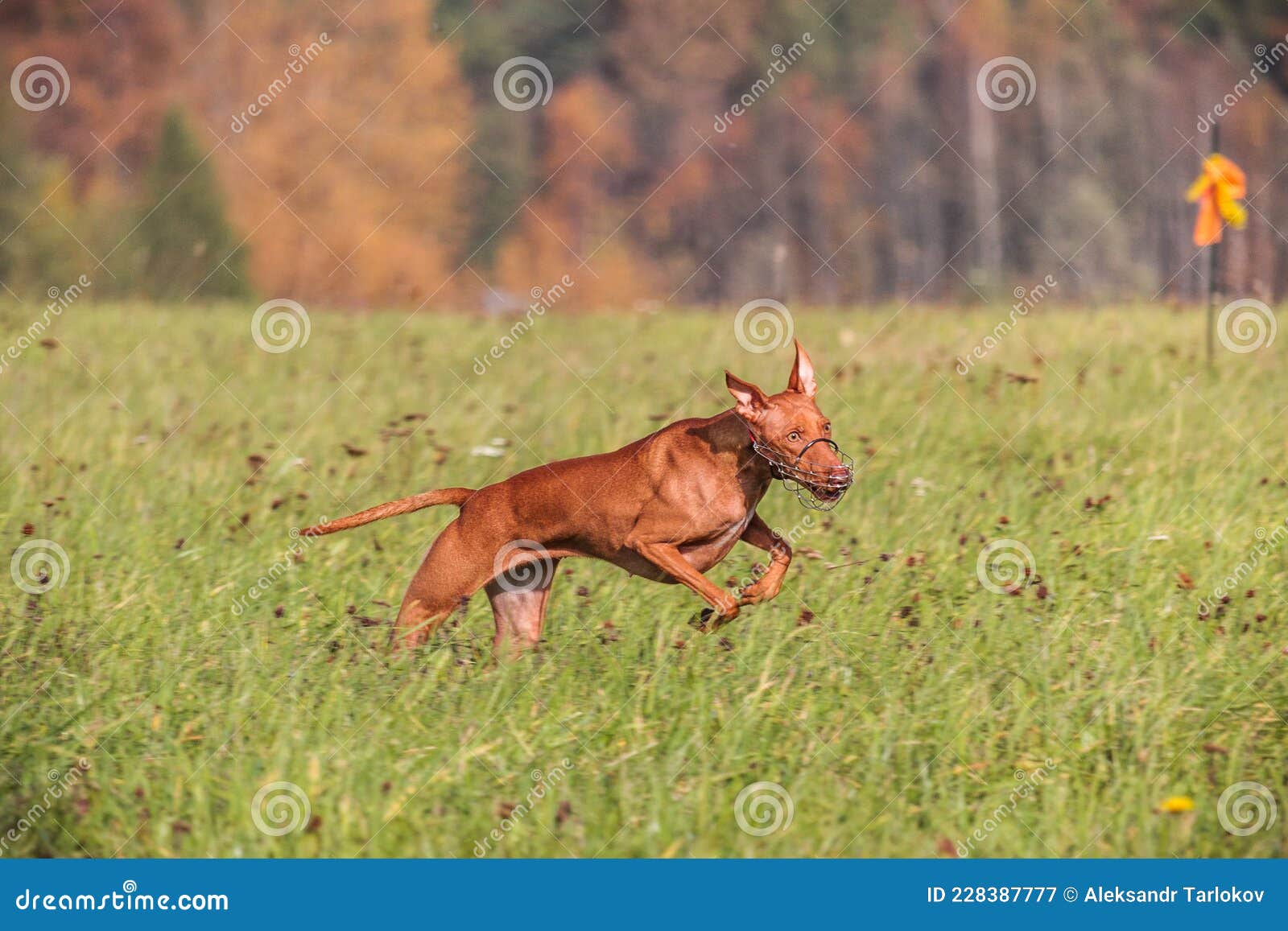 cirneco dell etna running full speed at lure coursing