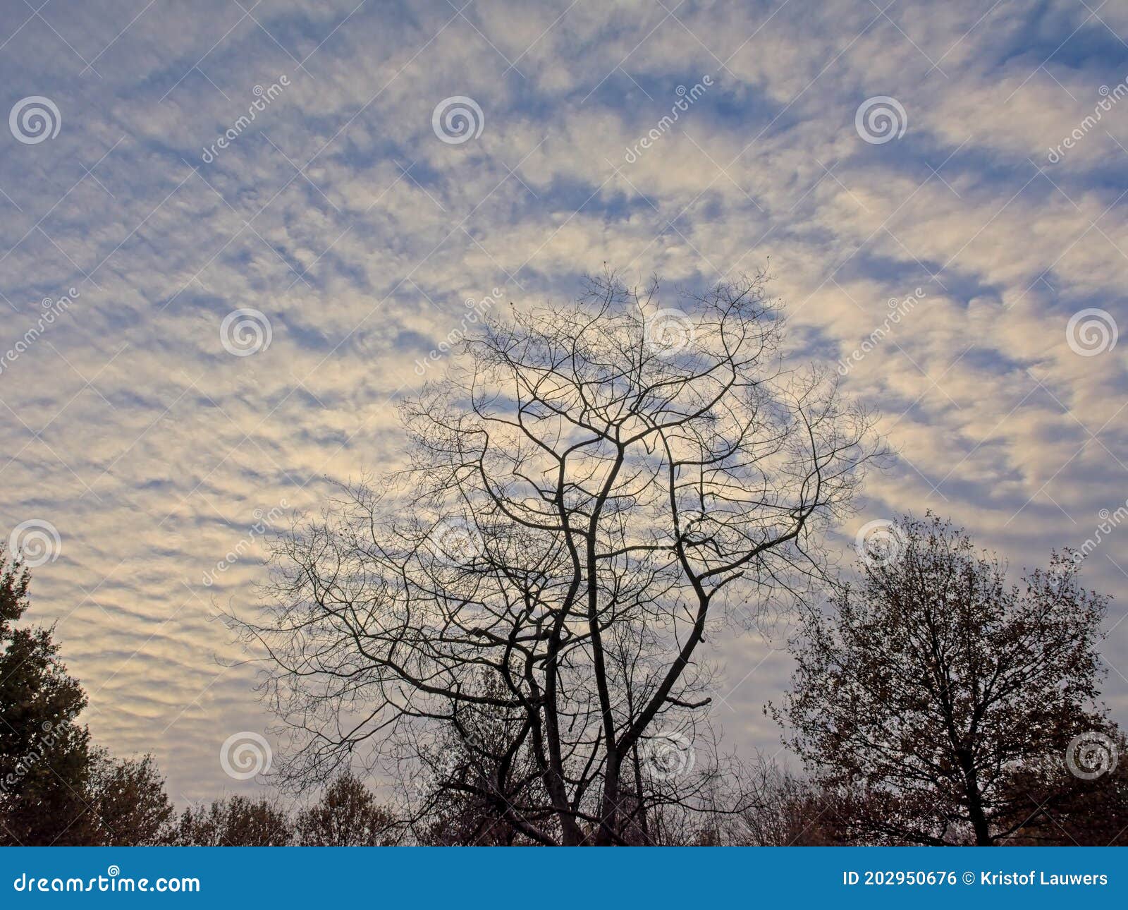 cirrocumulus clouds over trees tops in the flemish countryside