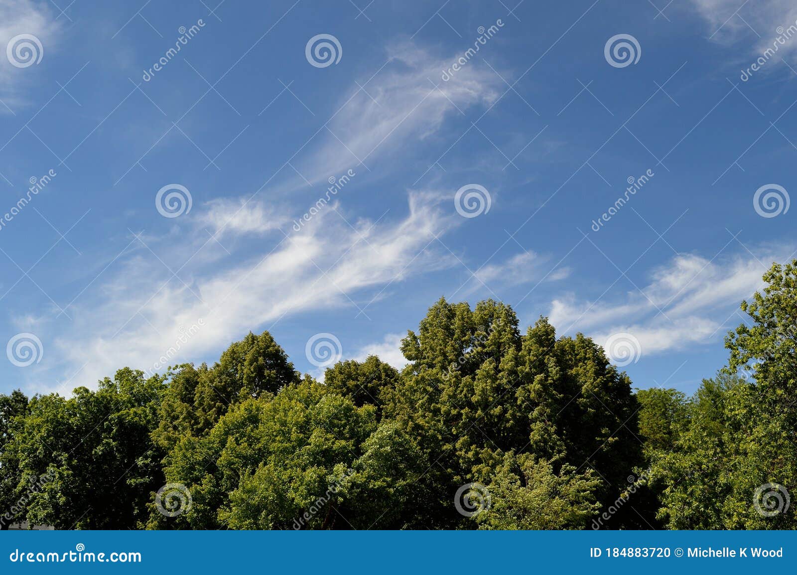 Cirrus Cloud Large Wispy Above Trees Horizontal Stock Photo Image Of Atmosphere Clouds Cirrus Cloud Large Wispy Above Trees Horizontal Stock Photo Image Of Atmosphere Clouds
