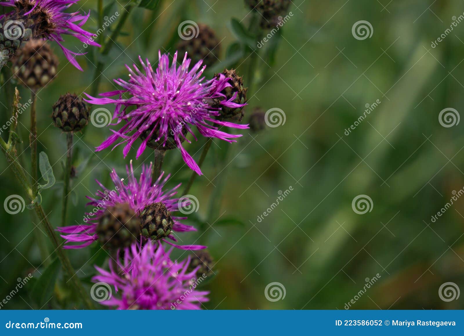 cirsium arvense flowers on meadow.